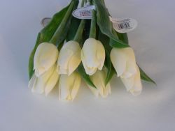 tulipán smetanový