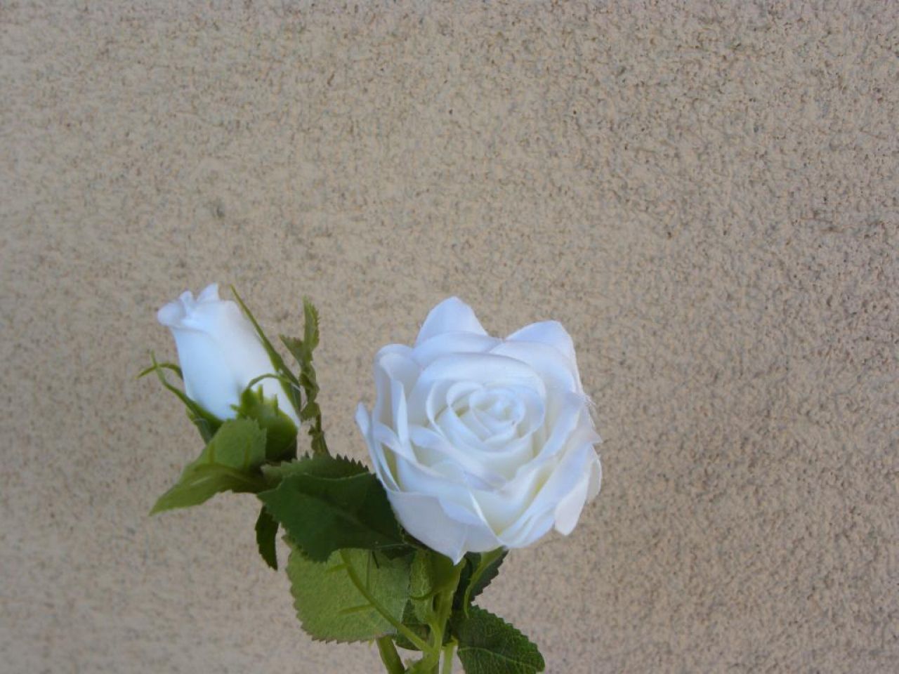 růžička bílá s poupětem
