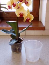 květináč na orchideje 14 cm