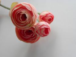 pryskyřník 4 květy růžový